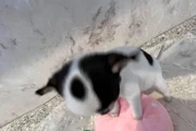 Cachorros de chihuahua en New Orleans