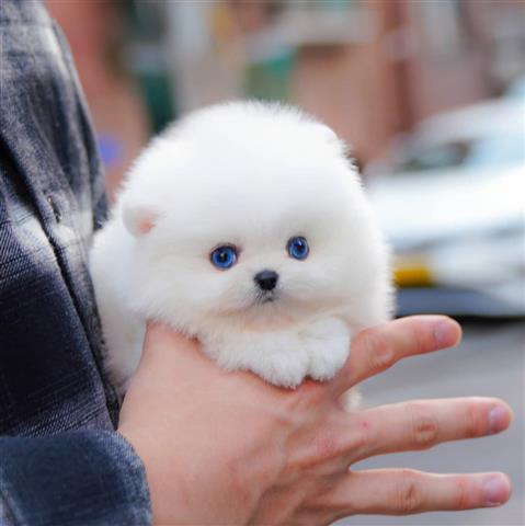 $400 : Mini Teacup Pomeranian puppy image 1