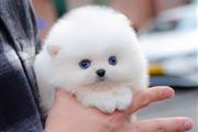 Mini Teacup Pomeranian puppy