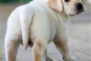 Labrador puppies en Orlando