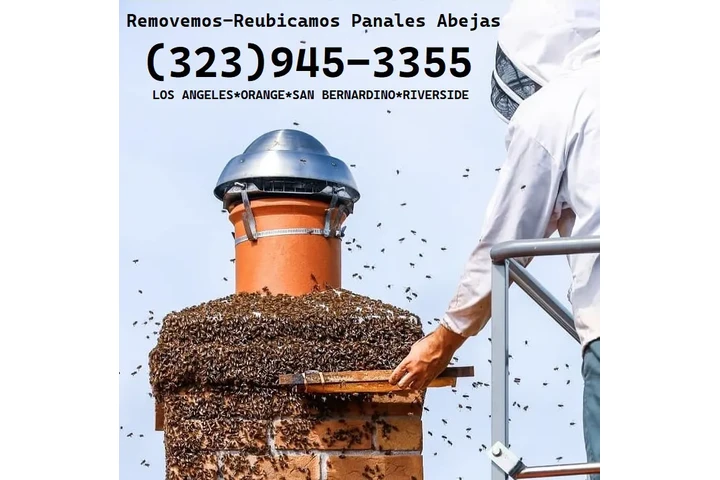 24/7 BEE REMOVAL SERVICE 100% image 7