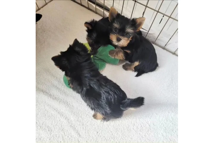 $350 : Cachorros yorkie taza de té image 4