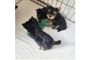 $350 : Cachorros yorkie taza de té thumbnail