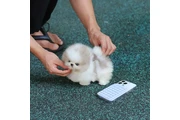 Pomerania en venta en New York
