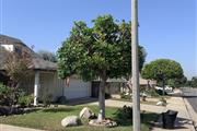 TREE SERVICE LEO en San Bernardino
