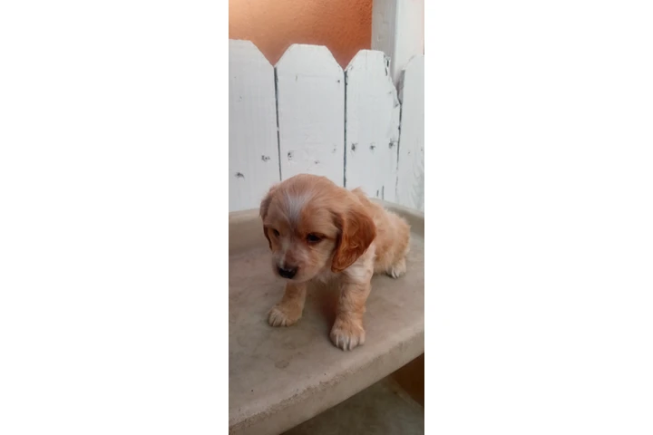$250 : Cocker Spaniel Yorkie image 5