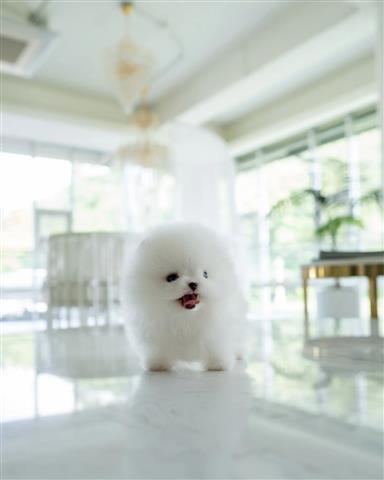 $400 : Mini Teacup Pomeranian puppy image 4