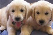 hermosos cachorros golden retr thumbnail