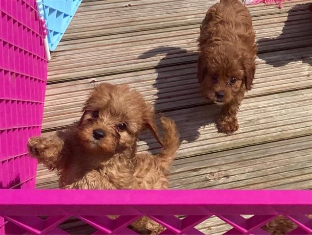 $700 : Fox Red F1 Cavapoo for sale image 1