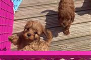 Fox Red F1 Cavapoo for sale en Madison WV