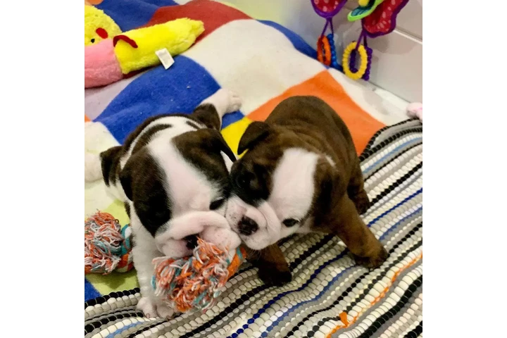 $350 : Bulldog inglés image 7