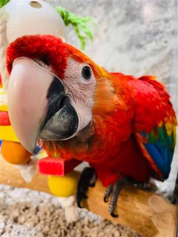 $300 : cute parrots for rehoming image 3