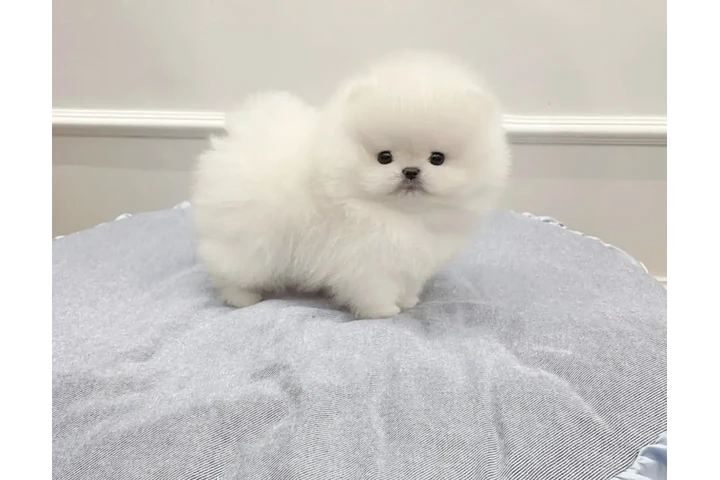 $260 : Teacup Pomeranian image 1