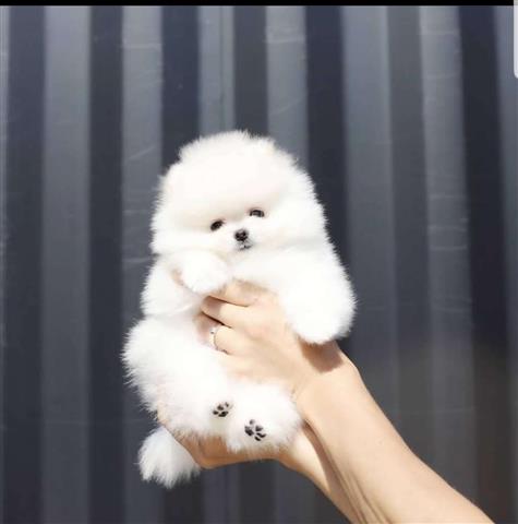 $350 : Pomeranian puppies image 3