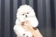 $350 : Pomeranian puppies thumbnail