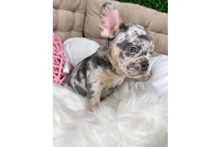 $500 : French bulldog puppies image 6
