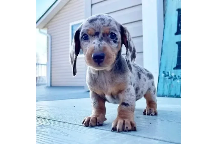 $550 : Dashund Puppies For Adoption image 5