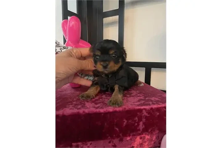 $350 : Cachorros Yorkie image 2