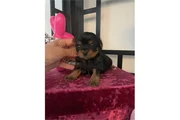 $350 : Cachorros Yorkie thumbnail
