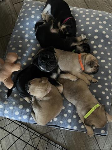 $300 : Pug puppies for sale image 1