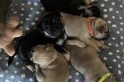 $300 : Pug puppies for sale thumbnail
