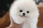 $350 : cachorros de Pomerania thumbnail