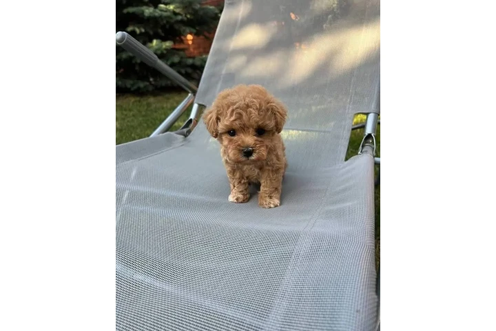 $500 : Maltipoo Poodle Perritos image 1