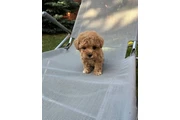 Maltipoo Poodle Perritos en Los Angeles