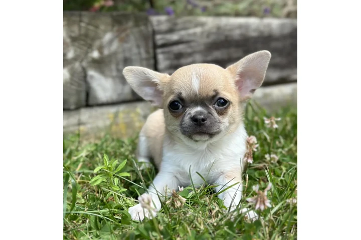 $280 : Super Chihuahua Pups image 2