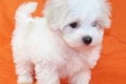 $450 : maltese puppies thumbnail
