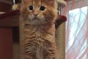 $420 : Pedigree Maine Coon kittens thumbnail