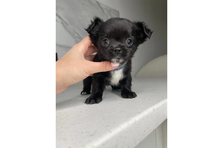 $300 : Teacup Chihuahua puppies image 5