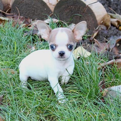 $250 : Chihuahua puppies image 4