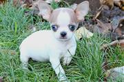 $250 : Chihuahua puppies thumbnail