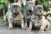 Frenchie Bulldog Puppies Ready en Raleigh