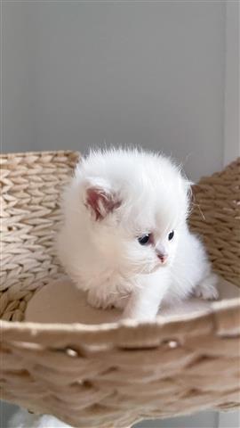 $250 : Drake kittens for rehoming image 2