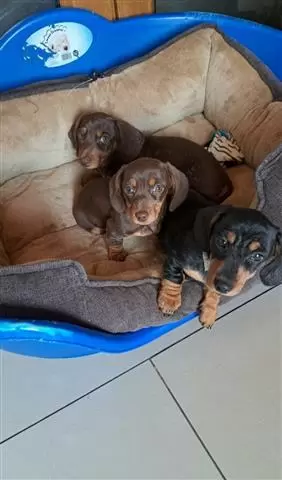 $500 : Cachorros Dachshund disponible image 3
