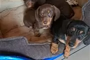 $500 : Cachorros Dachshund disponible thumbnail