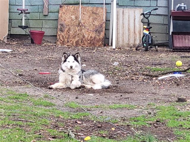 $800 : Siberian Husky image 8