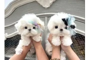 Hermosos cachorros malteses
