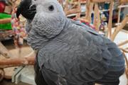 $375 : Facebook parrots thumbnail