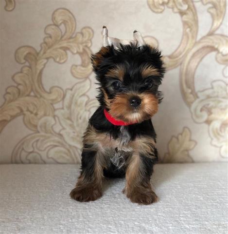 $300 : Lovly Yorkie puppies for sale image 1