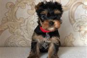 Lovly Yorkie puppies for sale