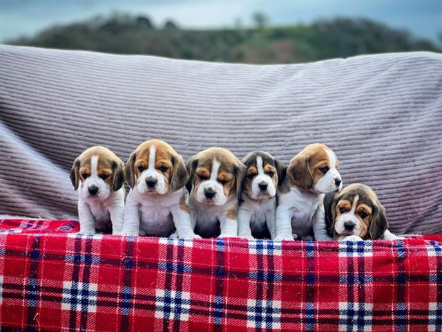 $300 : Hermosos cachorros beagle image 1