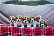 Hermosos cachorros beagle en Atlanta