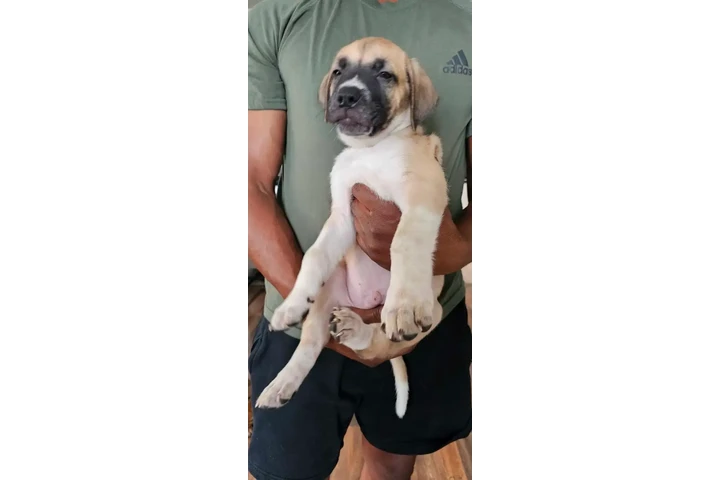 $2800 : Cane Corso & American Bulldog image 2