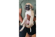 $2800 : Cane Corso & American Bulldog thumbnail