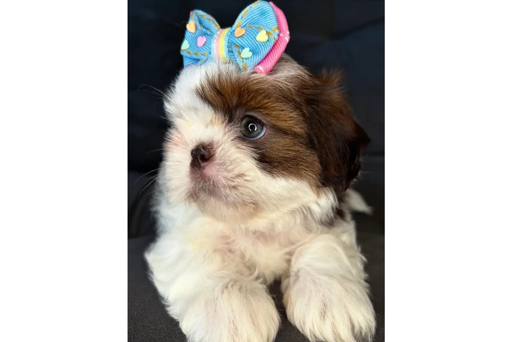 $350 : SHIH TZU TAZA DE TÉ image 2