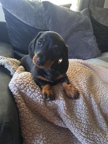 $400 : Cute Dachshund available image 1