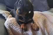 $400 : Cute Dachshund available thumbnail